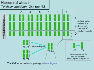 Hexaploid wheat -  Triticum aestivum   2n= 6x= 42
