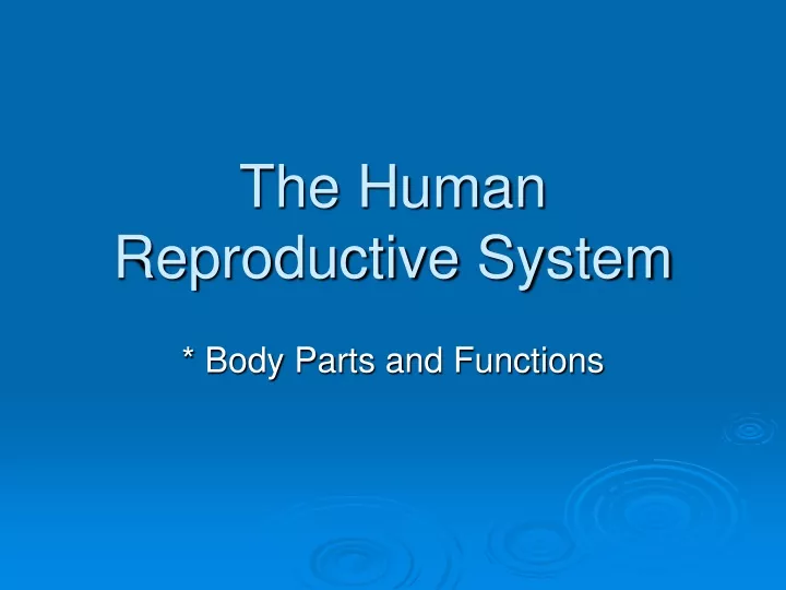 the human reproductive system