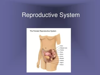 Reproductive System