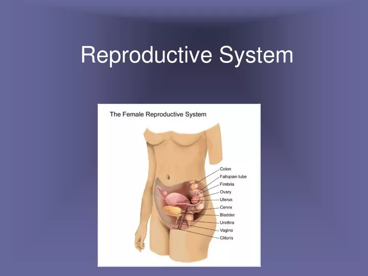 reproductive system