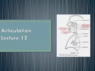 Articulation Lecture 12