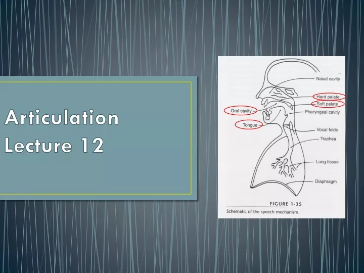 articulation lecture 12
