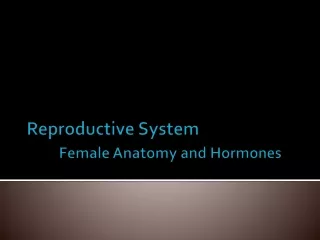Reproductive System Female Anatomy and Hormones