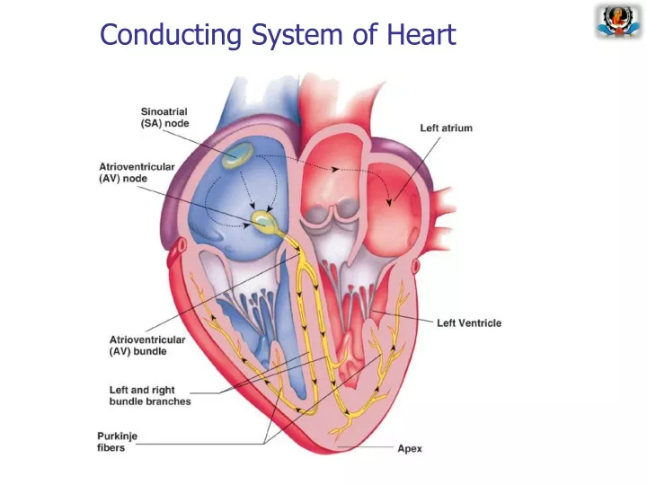 conducting system of heart