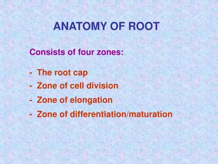 anatomy of root