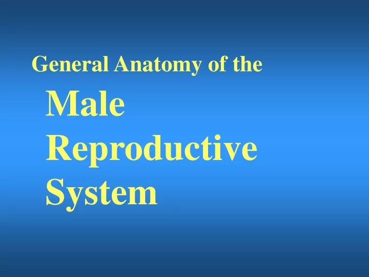 general anatomy of the male reproductive system