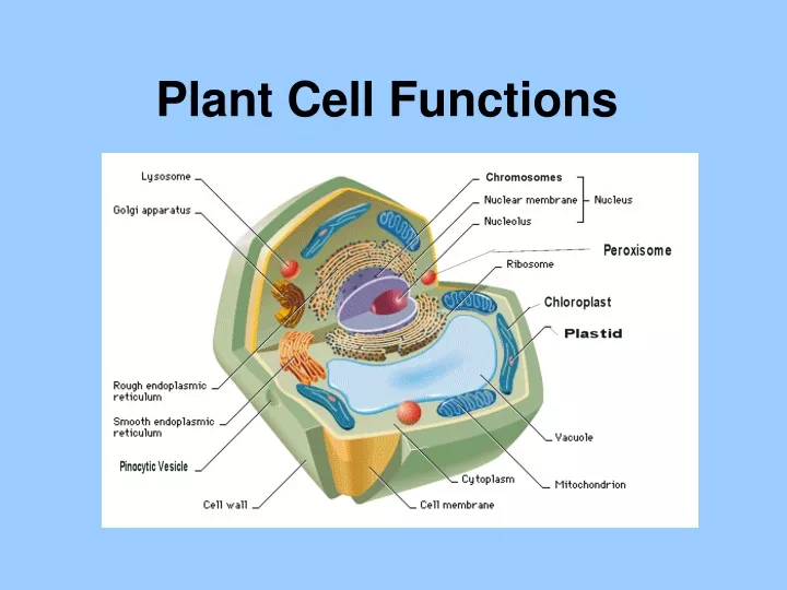 plant cell functions