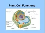 PPT - Plant Cell PowerPoint Presentation, free download - ID:1985592