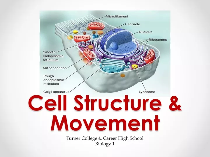 cell structure movement