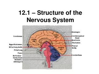 12.1 – Structure of the Nervous System