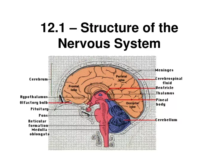 12 1 structure of the nervous system