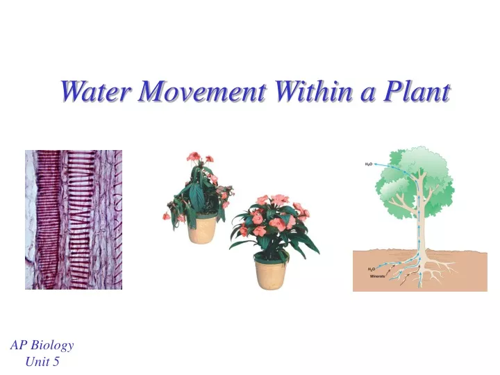 water movement within a plant