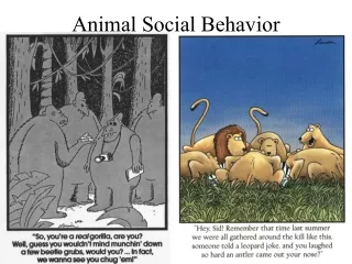Animal Social Behavior