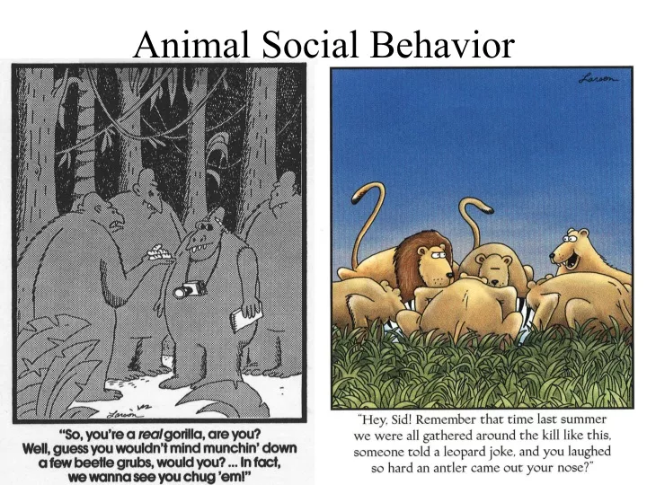 animal social behavior