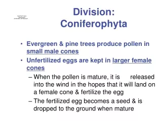 Division:  Coniferophyta