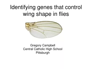 Identifying genes that control wing shape in flies