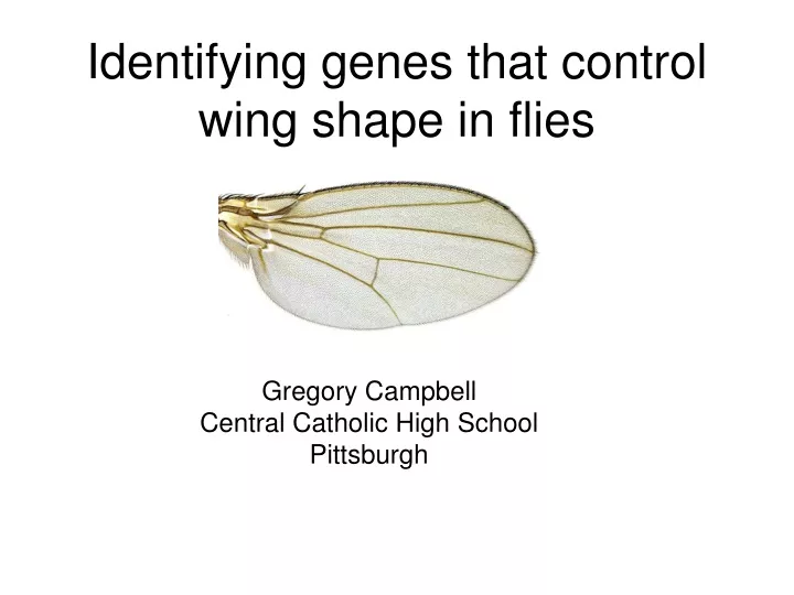 identifying genes that control wing shape in flies