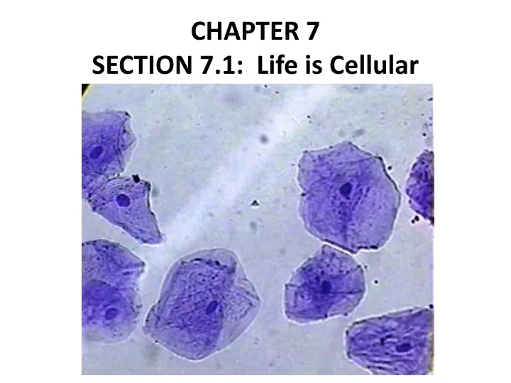 chapter 7 section 7 1 life is cellular