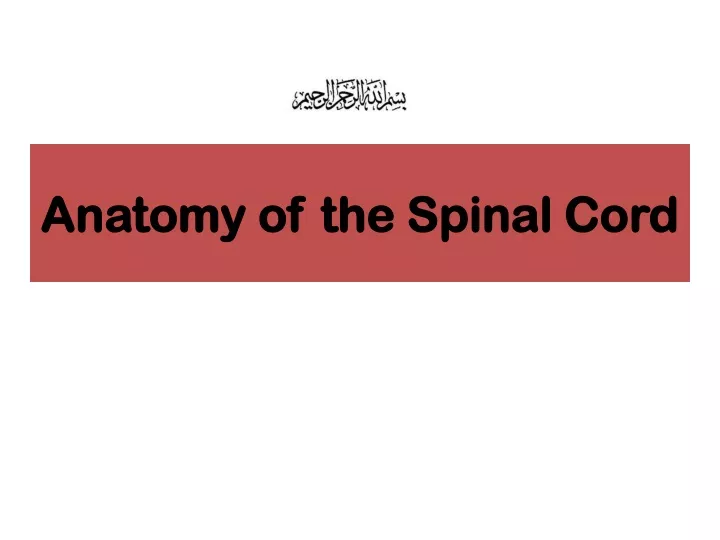 anatomy of the spinal cord