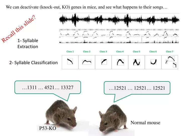 we can deactivate knock out ko genes in mice