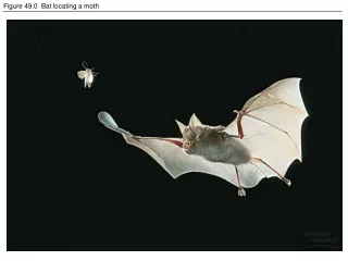 Figure 49.0  Bat locating a moth