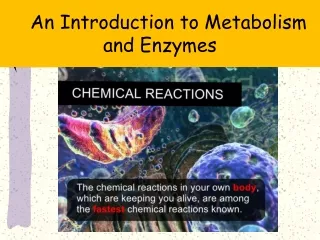An Introduction to Metabolism and Enzymes