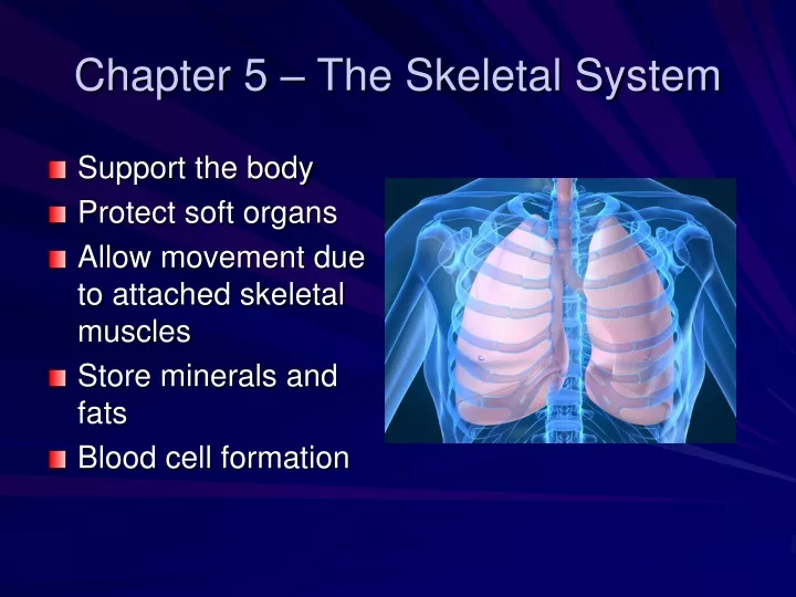 chapter 5 the skeletal system