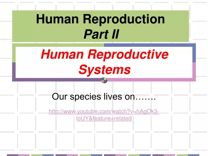 human reproductive systems