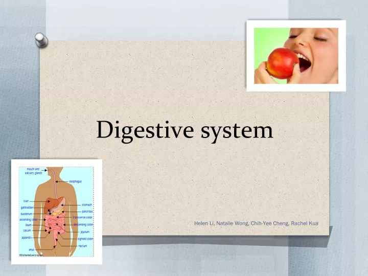 digestive system