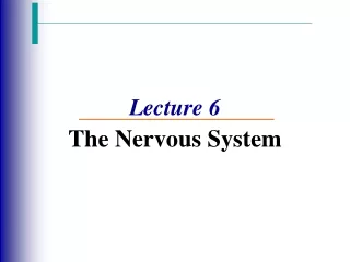 Lecture 6 The Nervous System