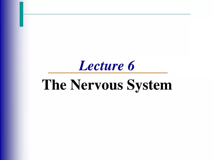 lecture 6 the nervous system