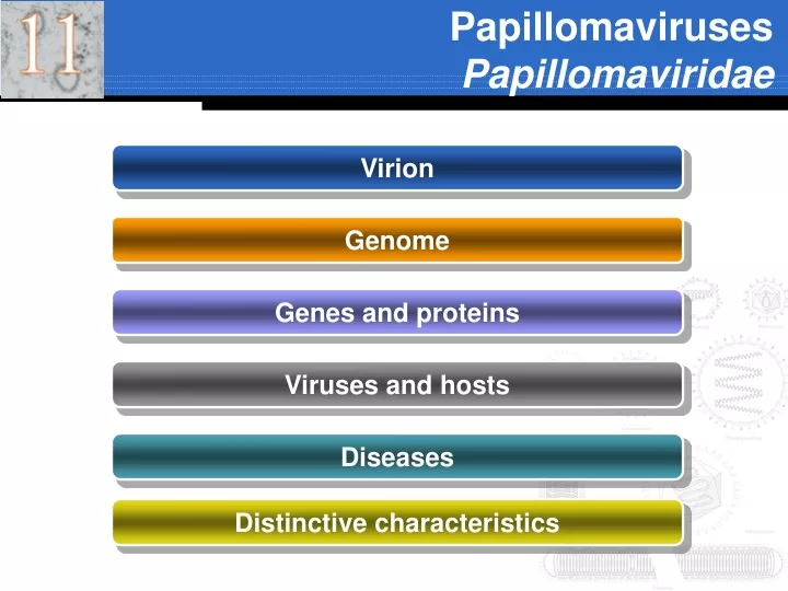 papillomaviruses papillomaviridae