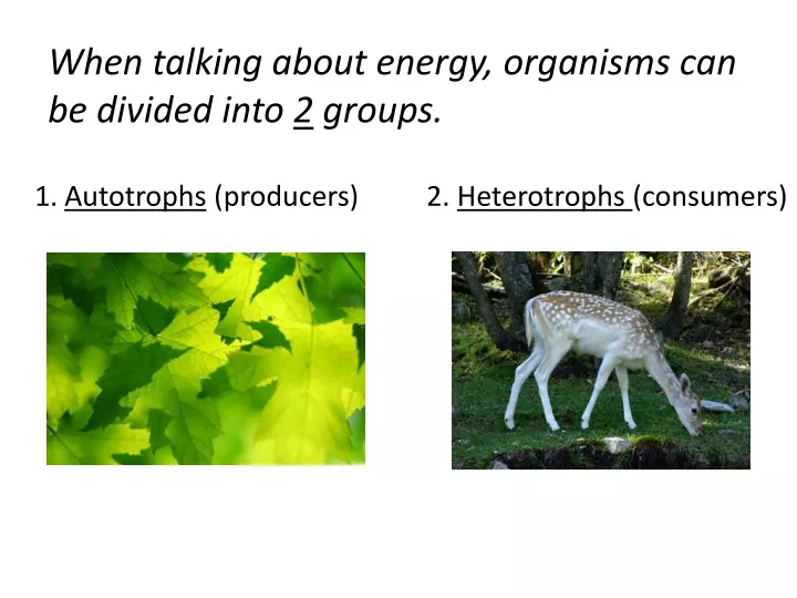 when talking about energy organisms