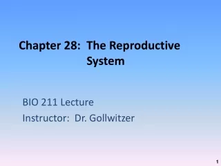 Chapter 28:  The Reproductive System