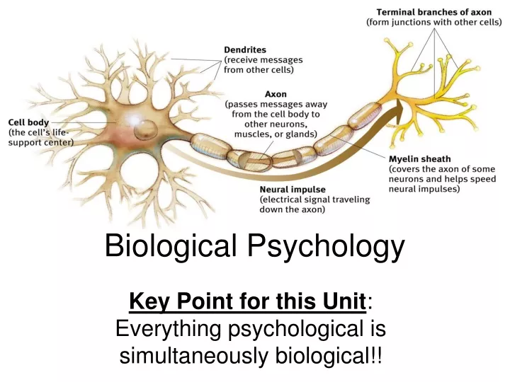 biological psychology