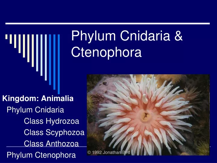 phylum cnidaria ctenophora
