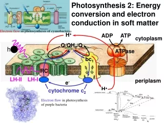 Photosynthesis 2: Energy conversion and electron conduction in soft matter