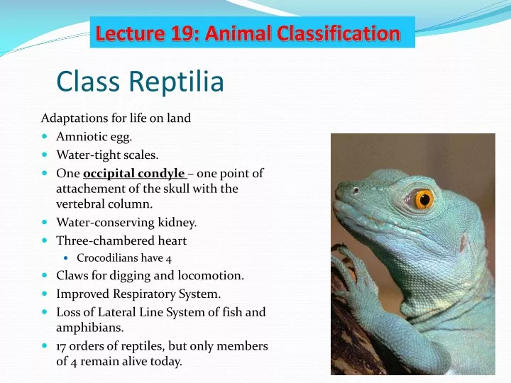 class reptilia