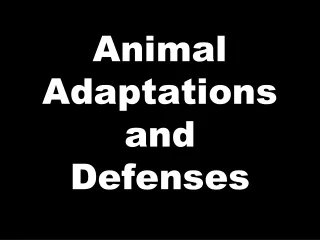 Animal Adaptations and Defenses