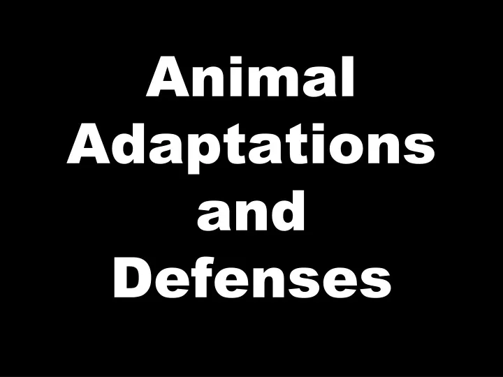 animal adaptations and defenses