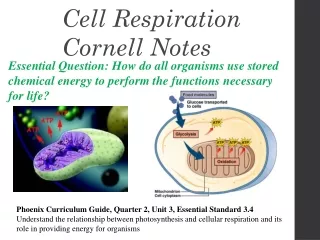 Cell Respiration Cornell Notes
