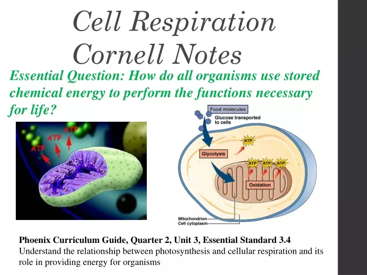 cell respiration cornell notes