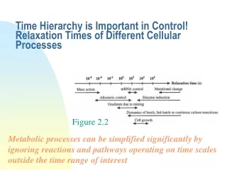 Time Hierarchy is Important in Control! Relaxation Times of Different Cellular Processes