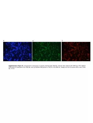 Gammaproteobacteria  PmoA