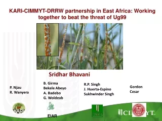 KARI-CIMMYT-DRRW partnership in East Africa: Working together to beat the threat of Ug99