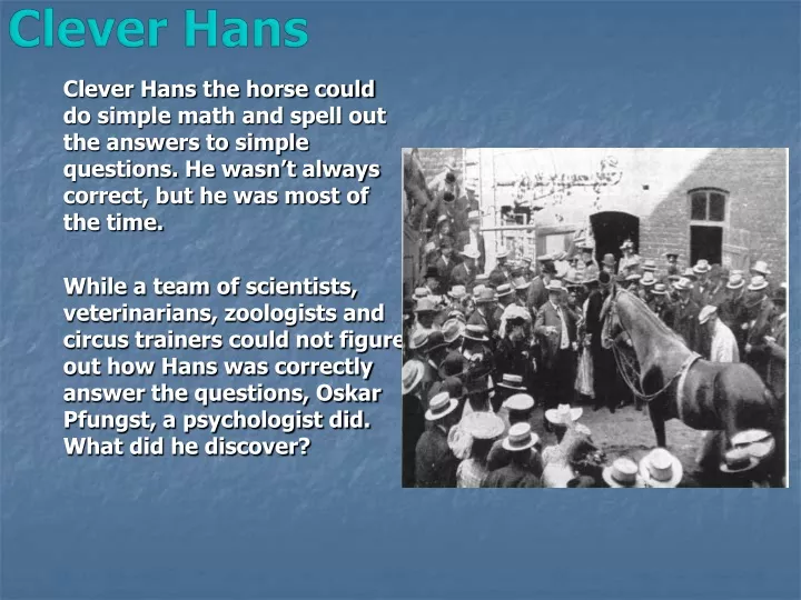 clever hans