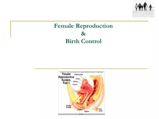 Female Reproduction &amp;  Birth Control