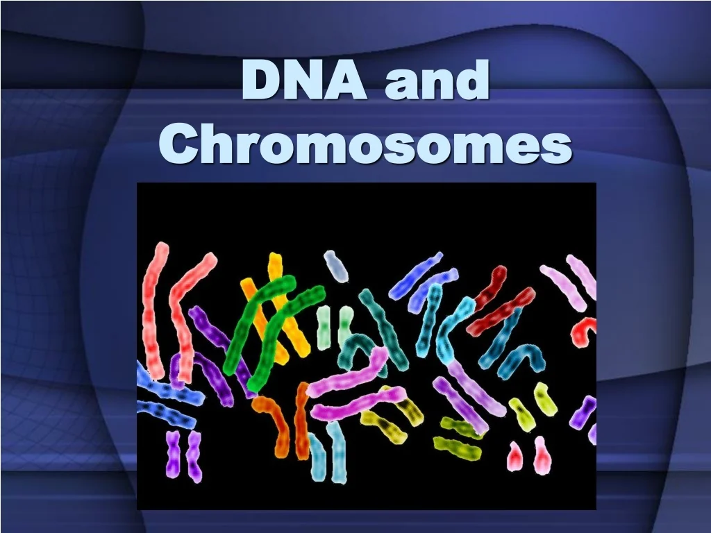 PPT - Human Chromosomes and Their Impact on Genetics PowerPoint ...