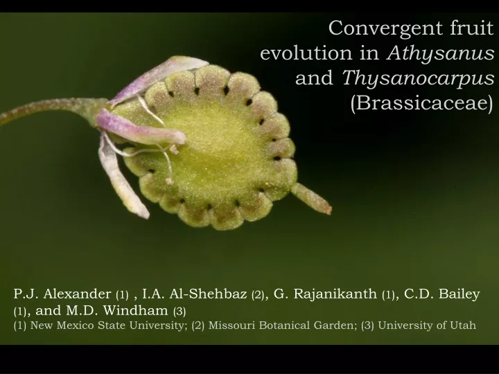 convergent fruit evolution in athysanus