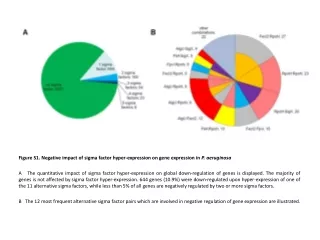 Figure S1. Negative impact of sigma factor hyper-expression on gene expression in  P. aeruginosa
